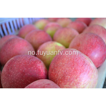 Frisk Delicious Good Quality Qinguan Apple